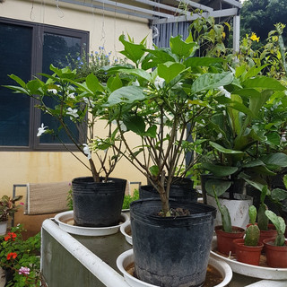 [GIẢM GIÁ SOC] Chậu hoa lài tây thơm lừng hoa quanh năm