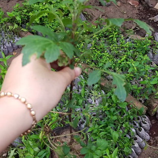 4 bầu ngải cứu tía ăn ngon bổ dưỡng II MUA 4 TẶNG 1 II