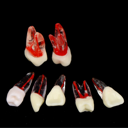 Răng NhựaThực Hành Nội Nha , Bằng Resin, có thể cắm mài cùi dành cho nha sĩ