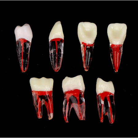 Răng NhựaThực Hành Nội Nha , Bằng Resin, có thể cắm mài cùi dành cho nha sĩ