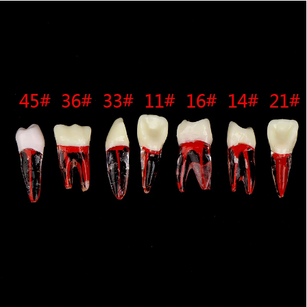 Răng NhựaThực Hành Nội Nha , Bằng Resin, có thể cắm mài cùi dành cho nha sĩ