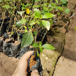 MUA 1 TẶNG 1 ❣️❣️ Cây râu mèo chuẩn giống❣️❣️ Sô lượng có hạn