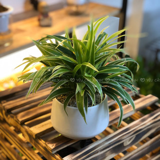 Cây Cỏ Lan Chi để bàn - Cây Dây Nhện