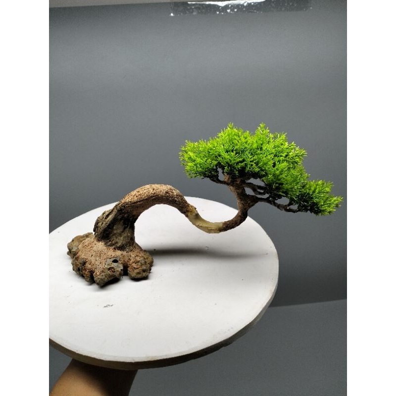 Cây gỗ lũa bonsai dành cho bể cá dưới 60 cm