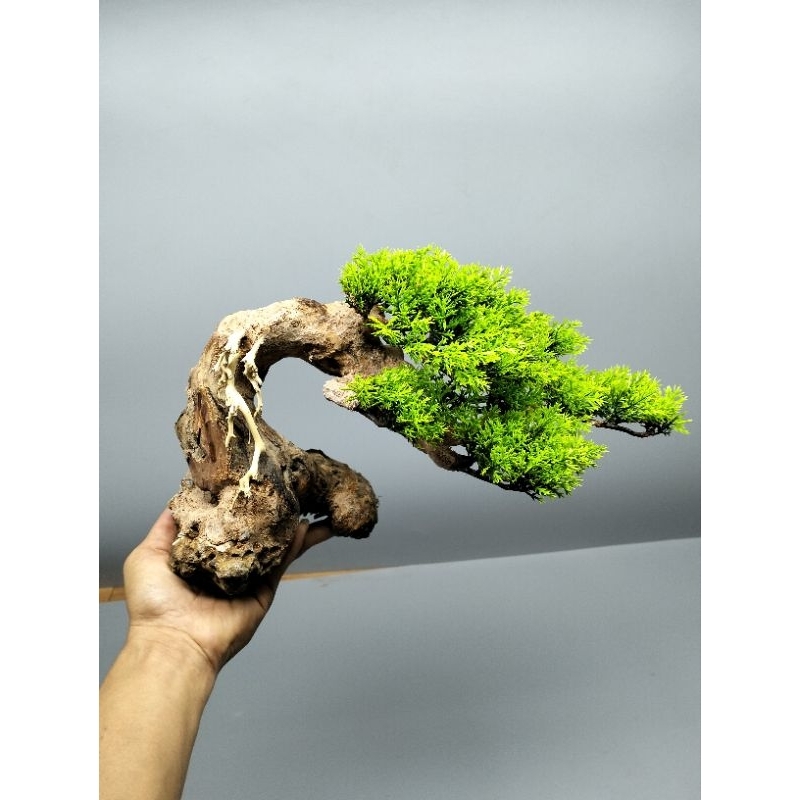 Cây gỗ lũa bonsai dành cho bể cá dưới 60 cm