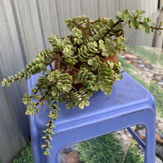SEN ĐÁ ĐÔ LA Trắng(cổ thụ)