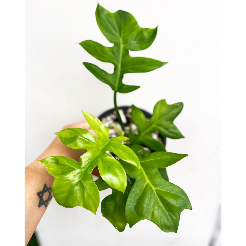 Trầu Bà | Philodendron distantilobum