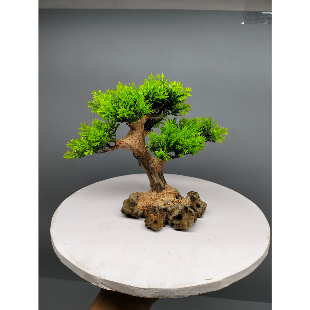 Cây gỗ lũa cho bể cá cảnh kích thước dưới 60 cm. Tán Tùng, đế đá