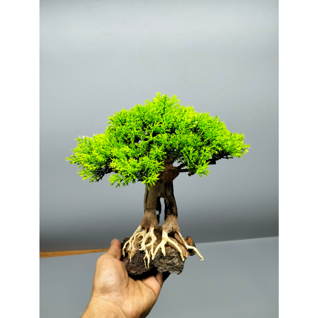 Cây gỗ lũa bonsai dành cho bể cá dưới 60 cm. Tán Tùng. Đế đá
