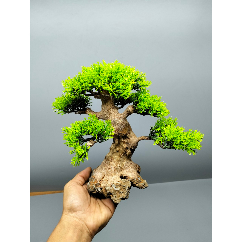 Cây gỗ lũa bonsai dành cho bể cá dưới 60 cm. Tán Tùng. Đế đá