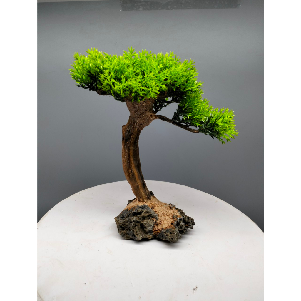 Cây gỗ lũa cho bể cá cảnh kích thước dưới 60 cm. Tán Tùng, đế đá