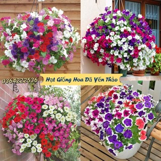 ⚡️ 200 HẠT GIỐNG HOA DẠ YẾN THẢO MIX⚡️ DỄ TRỒNG TRỒNG GIỎ TREO CỰC ĐẸP
