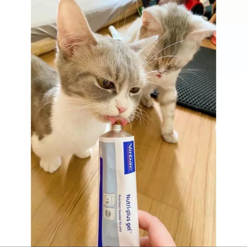 Gel dinh dưỡng cho chó mèo Nutriplus gel