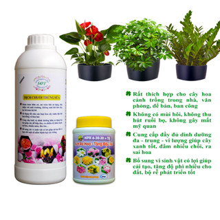 Phân bón hoa cây cảnh trong nhà, cây cảnh văn phòng, để bàn...