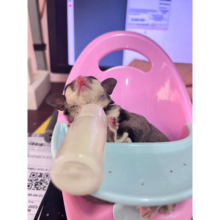 Ghế ăn dành cho sóc bay úc-hamster-bọ ú