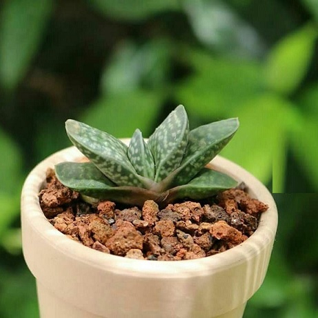 Sen đá Mỏ Vịt Full Size đã thuần khí hậu, sen đá vỉ size mini để bàn, Siêu khỏe, trang trí decor phòng