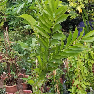 Cây leo móng rồng cao 2 m trồng xuống ra hoa - Giao hàng trong ngày