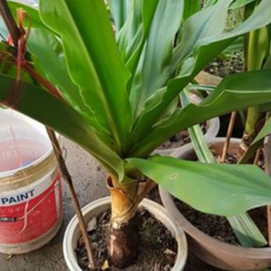Bán chậu cây lá náng trưởng thành chữa bong gân - Đơn hàng thanh toán trước tặng 1 cây giống cùng loại