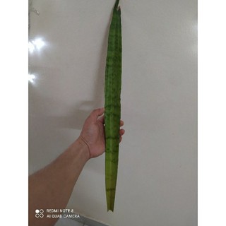 1 lá dài cây lưỡi hổ về giâm lá dài 20 đến 50cm
