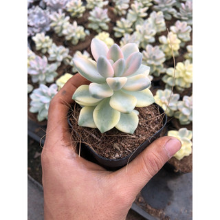 sen đá đột biến (var) sen đá hoàng thạch chậu 7cm