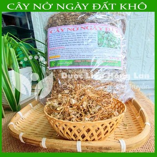 ✅ Cây Nở ngày đất khô sạch )