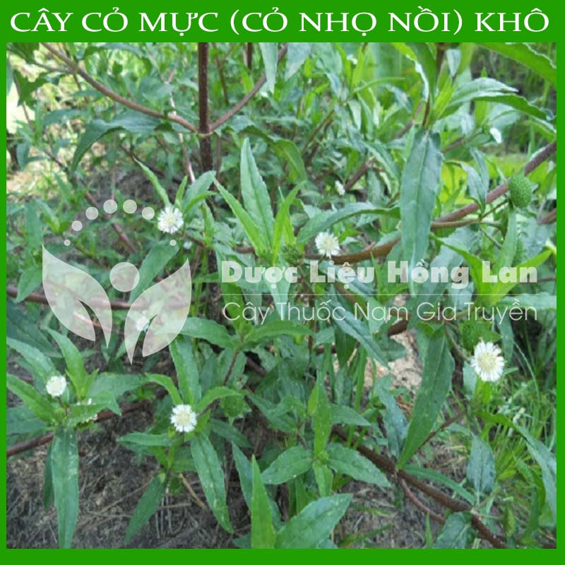CÂY NHỌ NỒI  khô sạch đóng gói 1kg - congtyduoclieuhonglan