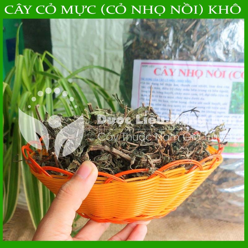 CÂY NHỌ NỒI  khô sạch đóng gói 1kg - congtyduoclieuhonglan