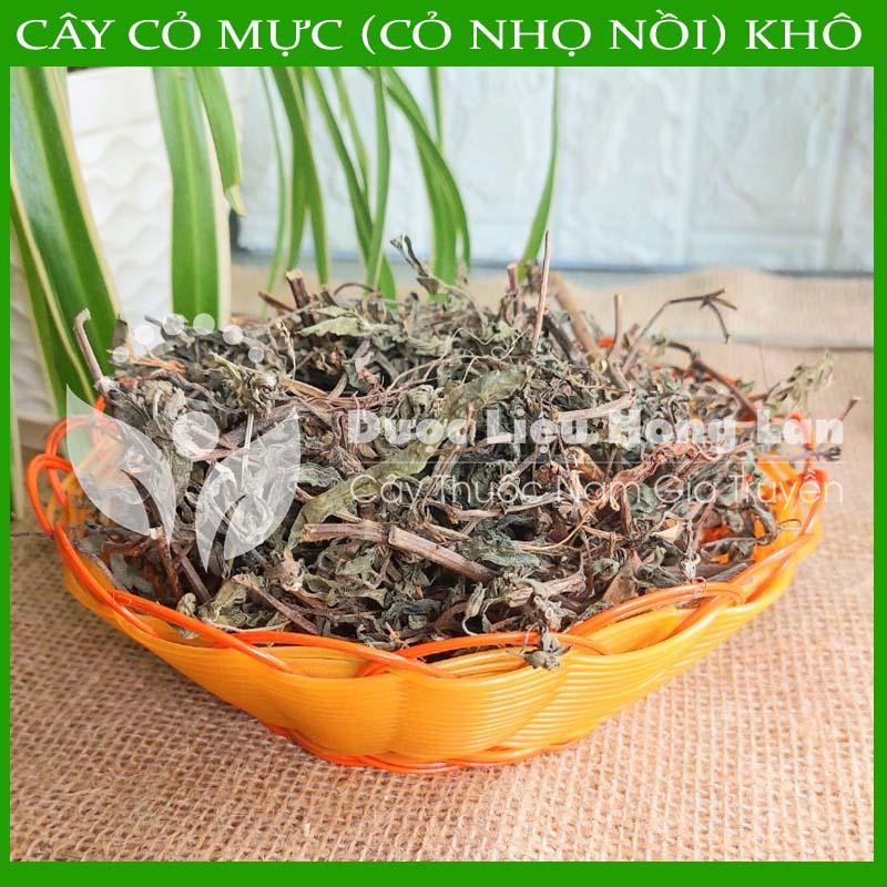 CÂY NHỌ NỒI  khô sạch đóng gói 1kg - congtyduoclieuhonglan
