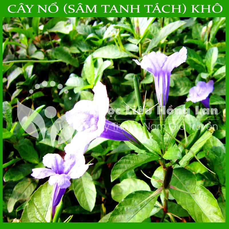 CÂY NỔ khô sạch đóng gói 1kg - hàng chính hãng