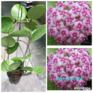 Giò hoa lan cẩm cù Sweet scent cây trưởng thành