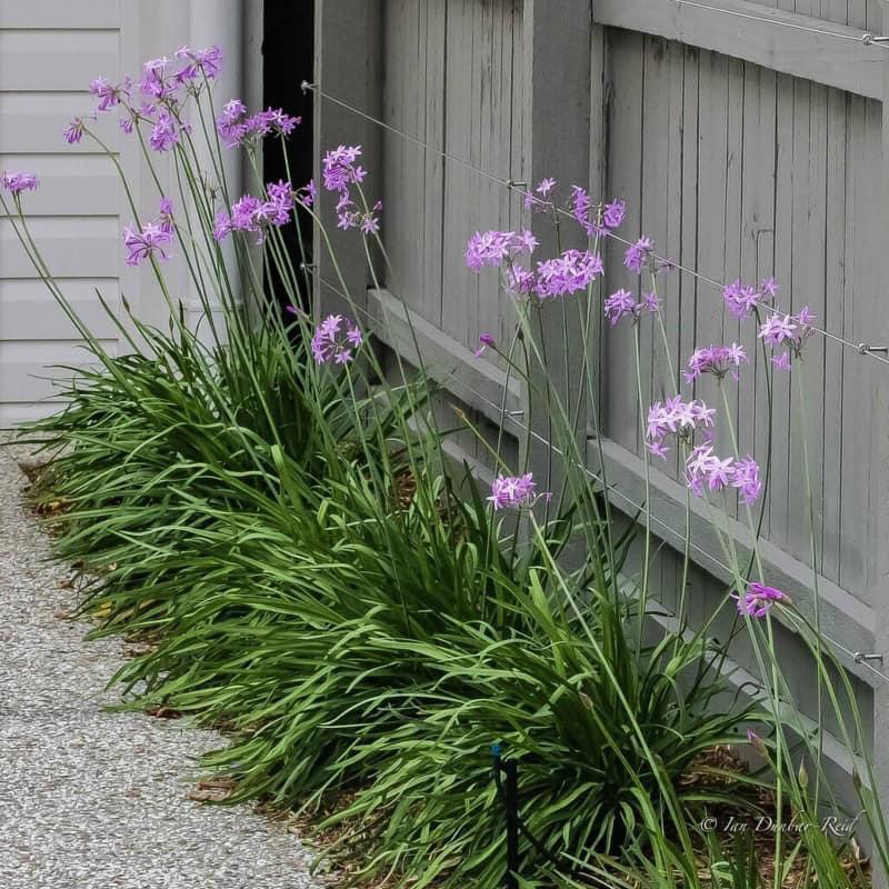 Tulbaghia violacea / cây huệ tỏi