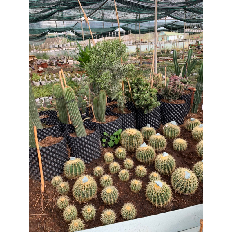 Xương rồng kim hổ 20 cm