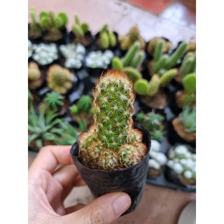 Xương rồng bầu