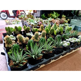 Xương rồng bầu