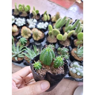 Xương rồng bầu