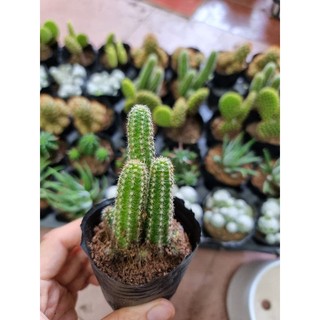 Xương rồng bầu