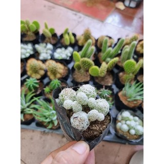 Xương rồng bầu