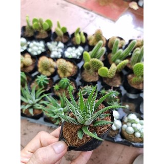Xương rồng bầu