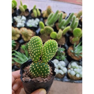 Xương rồng bầu