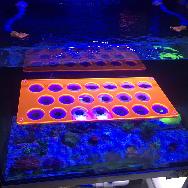 Tấm đế giá đỡ frag đựng san hô dạ quang màu cam 20 lỗ acrylic