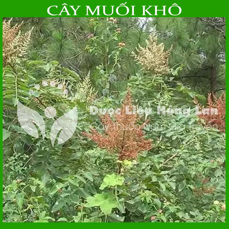 CÂY MUỐI khô sạch đóng gói 1kg - congtyduoclieuhonglan