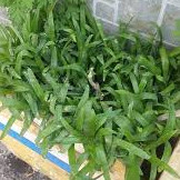 50 lá bao từ - hàng nguyên lá
