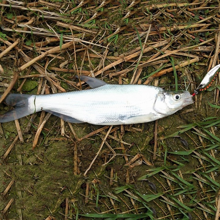 Mồi Thìa Lượn Spoon 7,5g chuyên câu cá suối, cá mương, câu lure - Thìa lượn câu mương