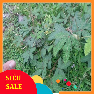 1kg cây xấu hổ tươi