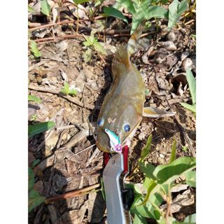 Mồi giả câu lure cá sắt Hirushima Crazy Vib Hita Lure