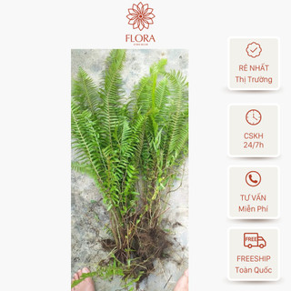 1 khóm cây dương xỉ trang trí làm cảnh sân vườn , quán cafe