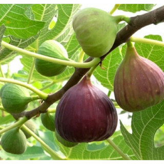 Sung mỹ có trái