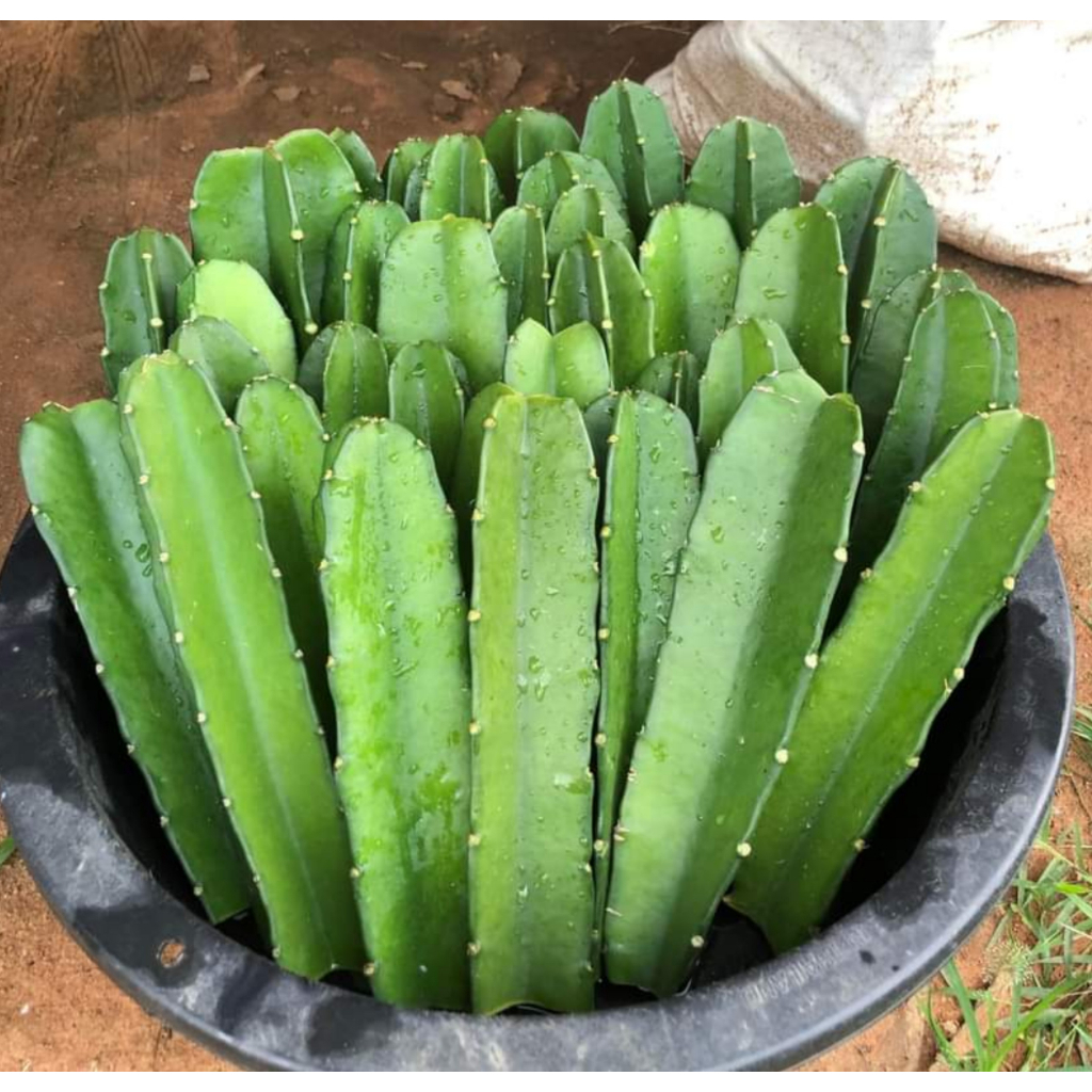 Chân tháp xương rồng CACTUSONE_SHOP 3 cạnh thái kích thướt 20-25cm