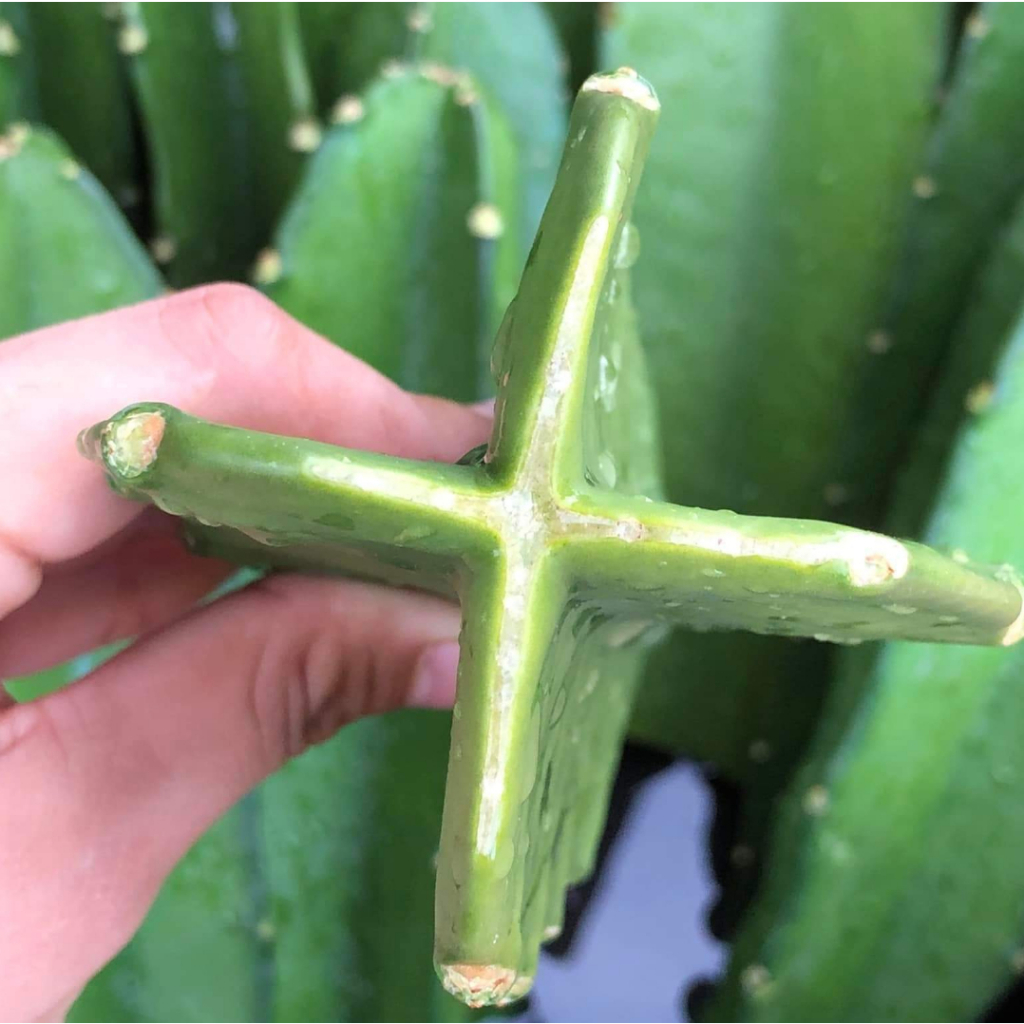 Chân tháp xương rồng CACTUSONE_SHOP 3 cạnh thái kích thướt 20-25cm