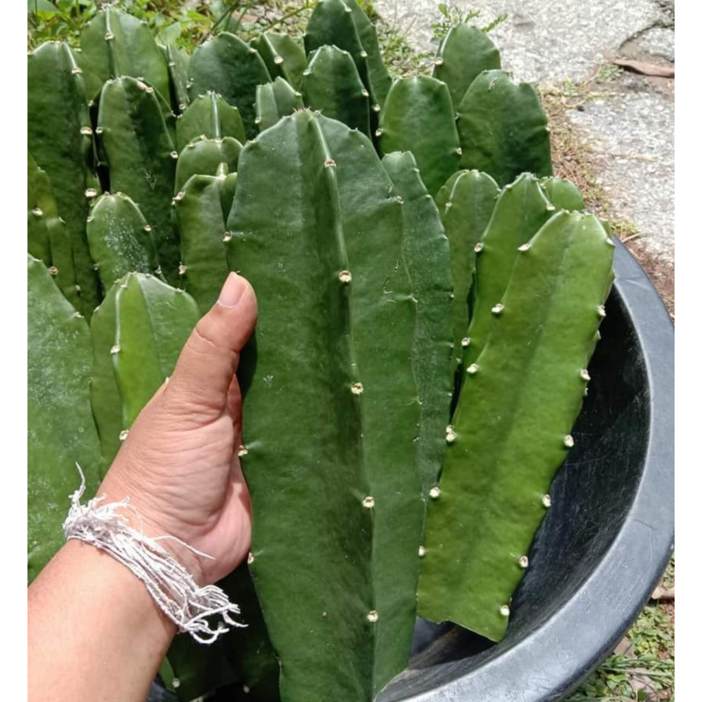 Chân tháp xương rồng CACTUSONE_SHOP 3 cạnh thái kích thướt 20-25cm